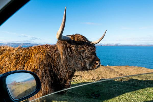 Highland cow on the coastal road